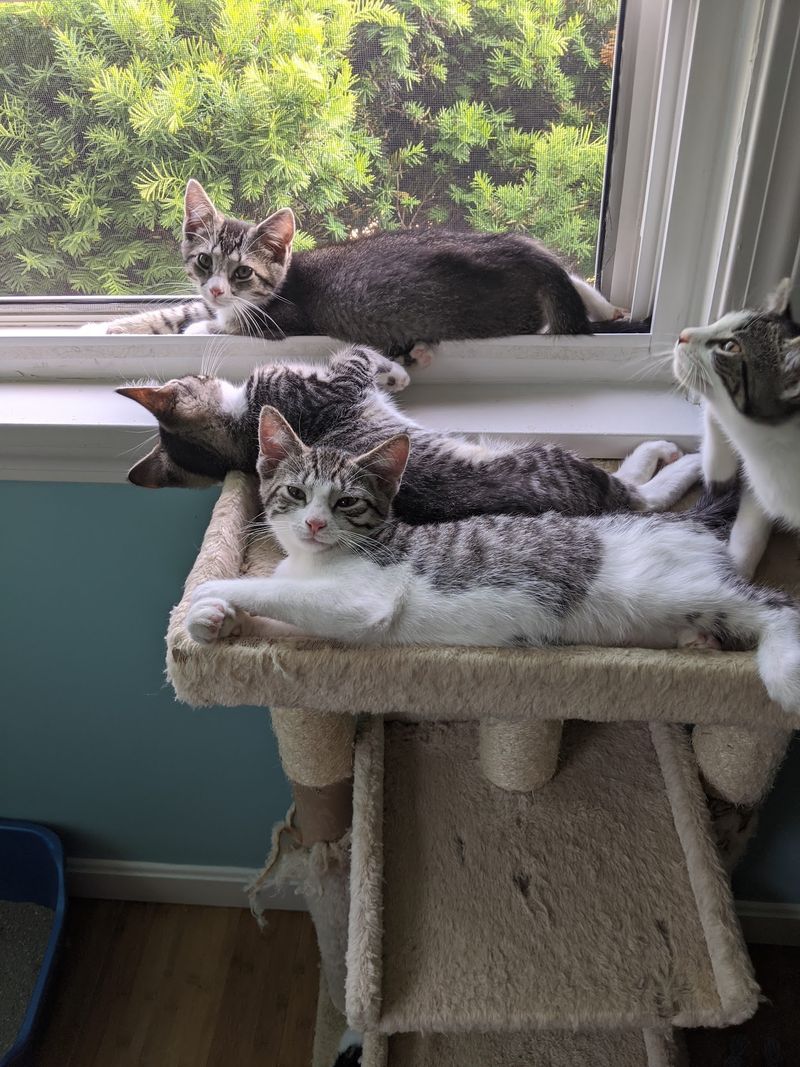 Second Chances Inside A Small Cat Sanctuary