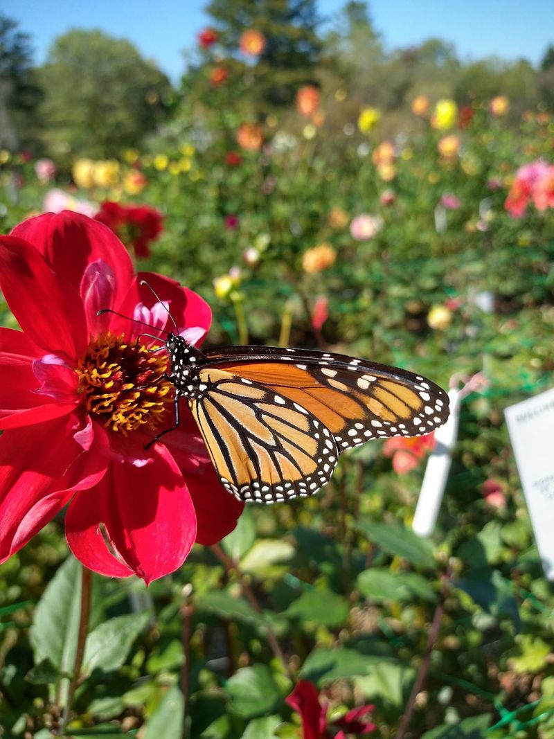 Visit When The Flowers Feel Most Alive