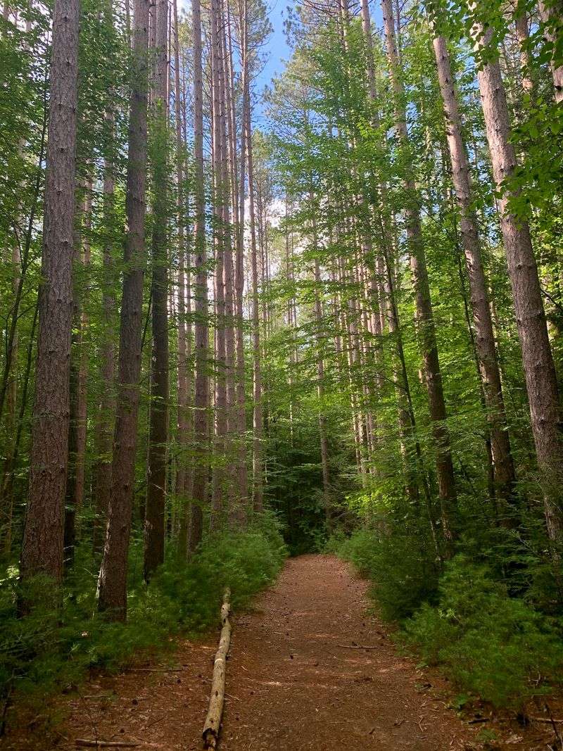 Mohawk Trail State Forest, Charlemont
