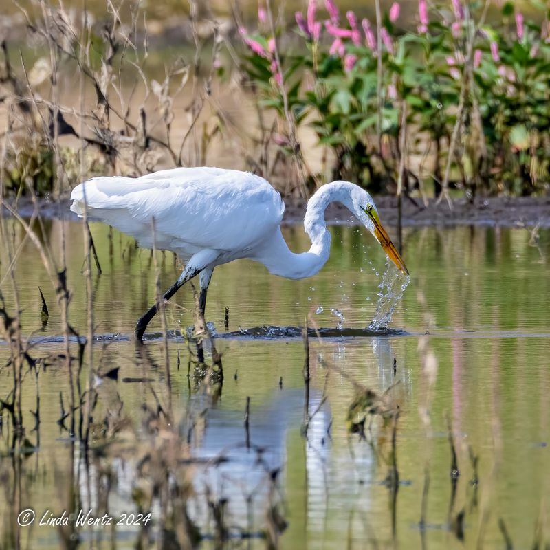 Bring Binoculars For A Better Look At The Reserve's Seasonal Visitors