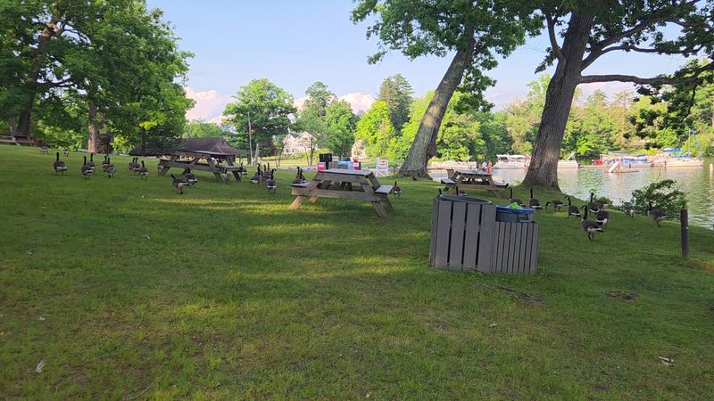 Picnic Spots Beneath The Trees