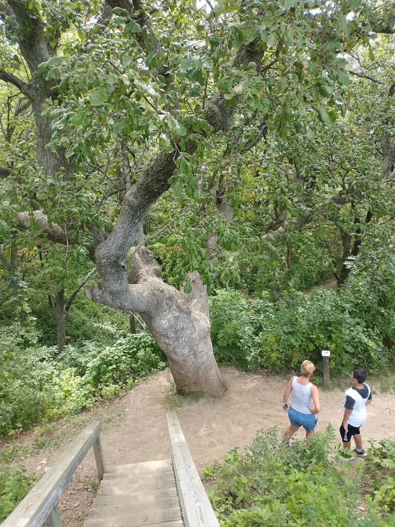 Let The Forest Completely Change Your Idea Of Nebraska