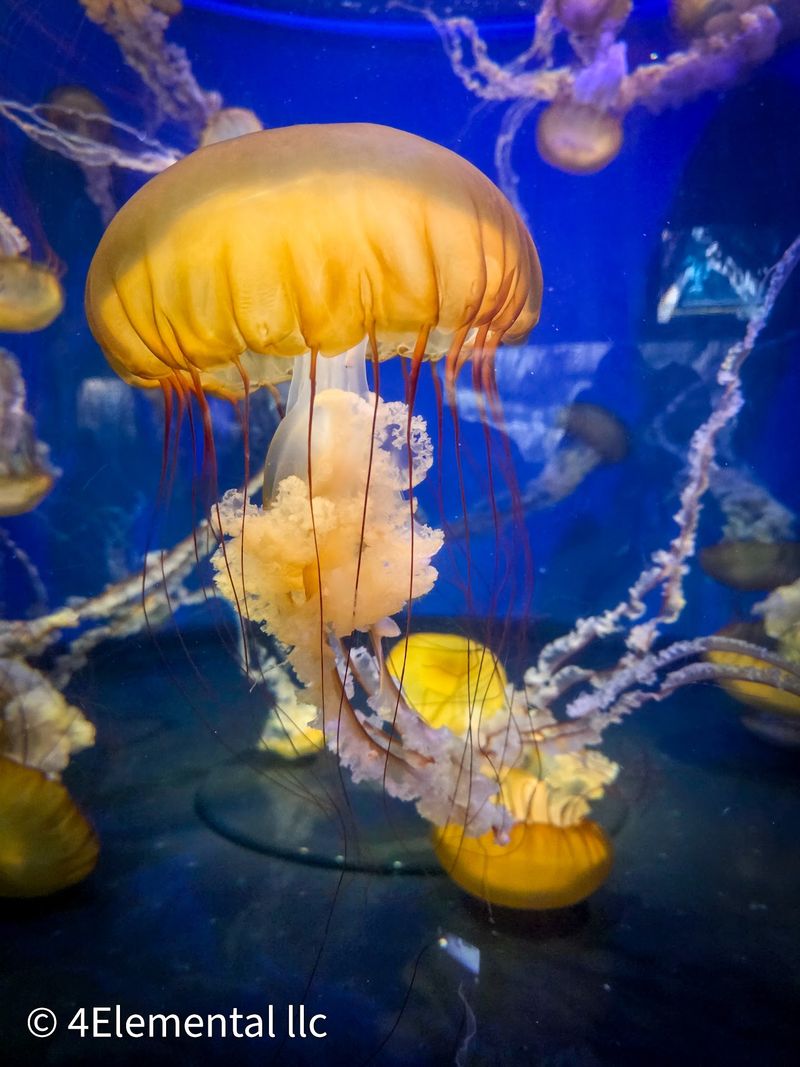 Watch Sea Nettles Drift Through The Water