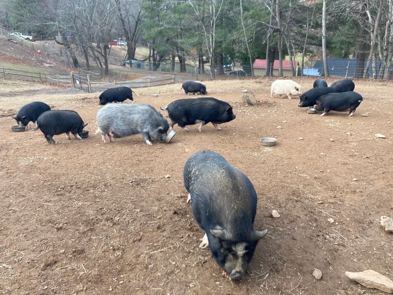 You Can Support The Animals Just By Shopping On Site