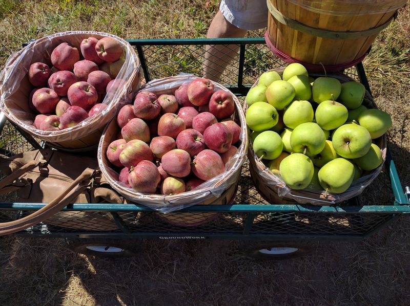 Walk Through A Ten-Acre Family Orchard With Roots Going Back To 1986