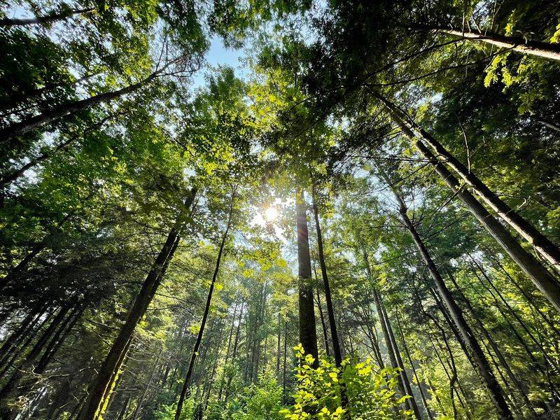 Walk Through Some Of The Most Diverse Forests In North America