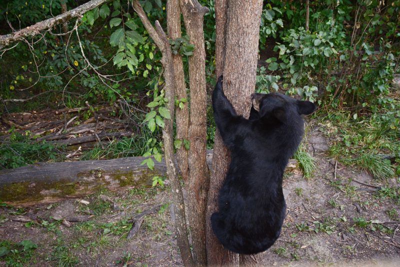 Give Bear Cubs More Space Than Your Camera Wants To