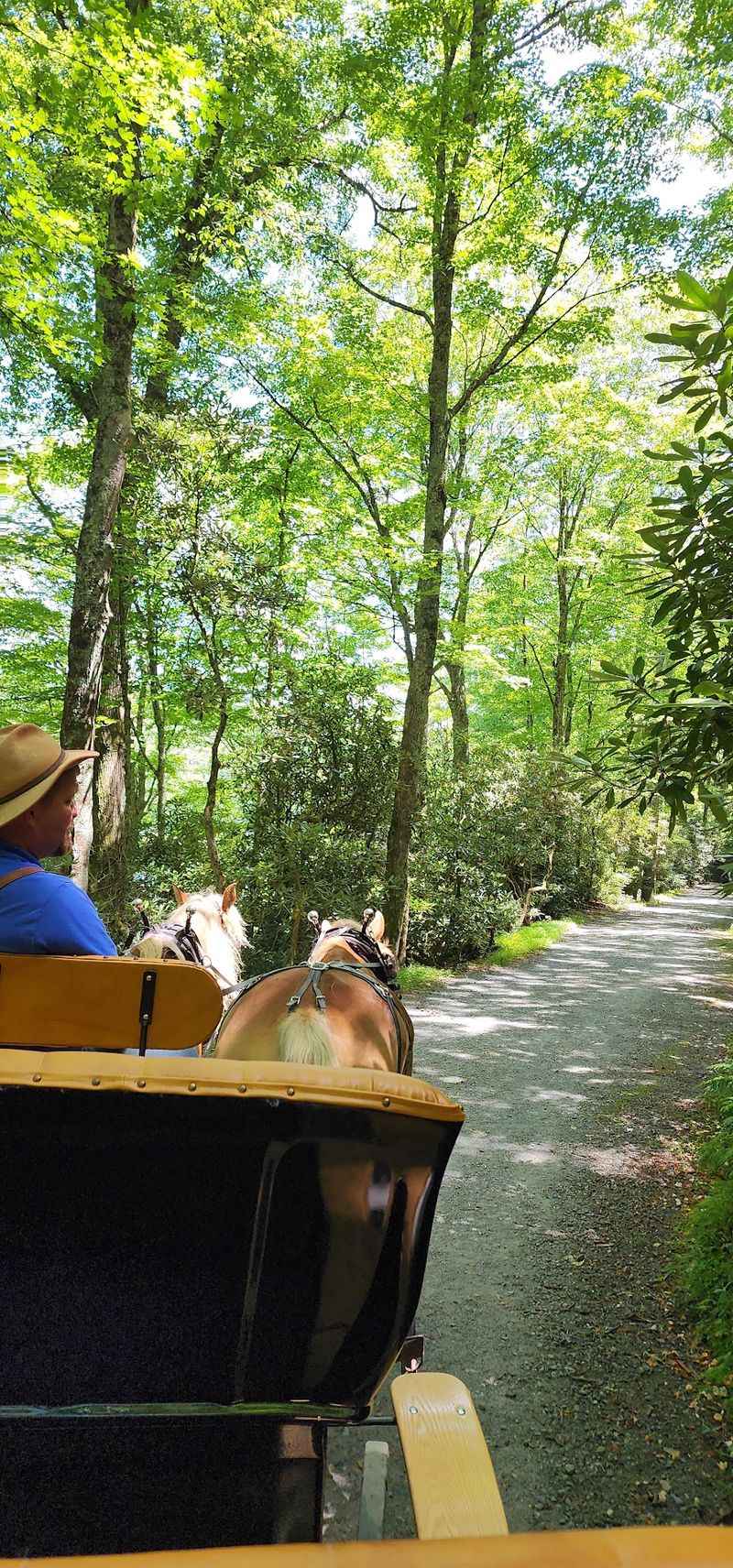 This 2-Hour Carriage Ride Might Be North Carolina’s Most Unexpected Mountain Adventure - Decor Hint Choose A Morning Midday Or Afternoon Departure
