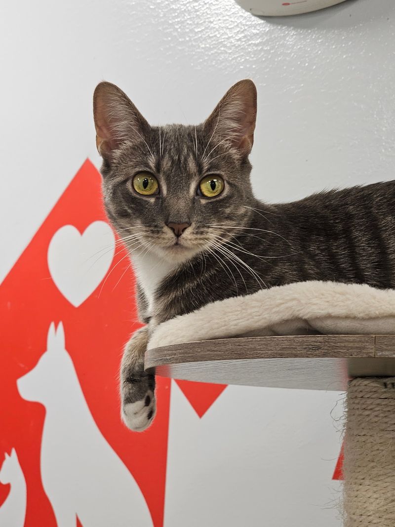 Cats Live Together In A Cage-Free Environment