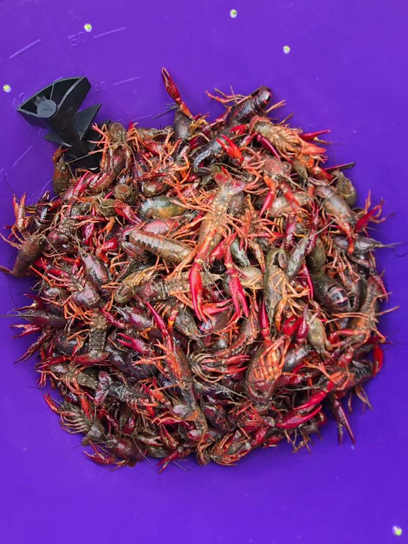 This Longtime Texas Seafood Market Has Served Fresh Gulf Favorites Since 1959 - Decor Hint The Legendary Shrimp Coleslaw