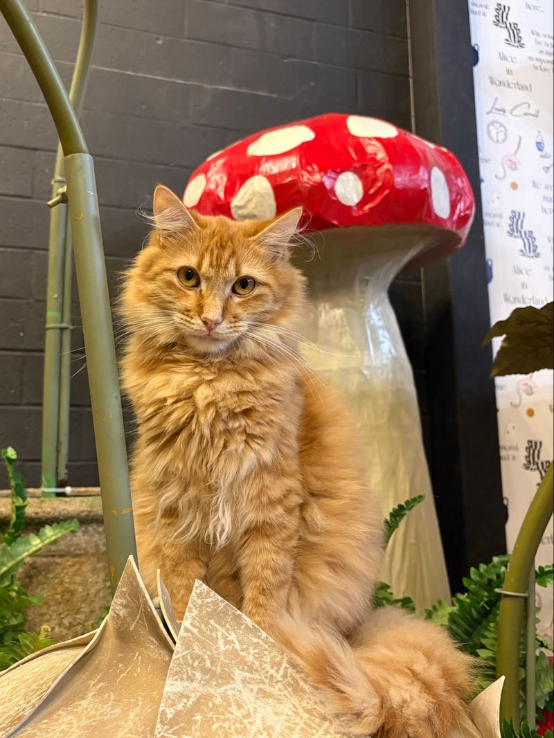 This Texas Cat-Themed Destination Is Every Cat Lover's Dream Come True - Decor Hint Meeting Your Potential Forever Cat