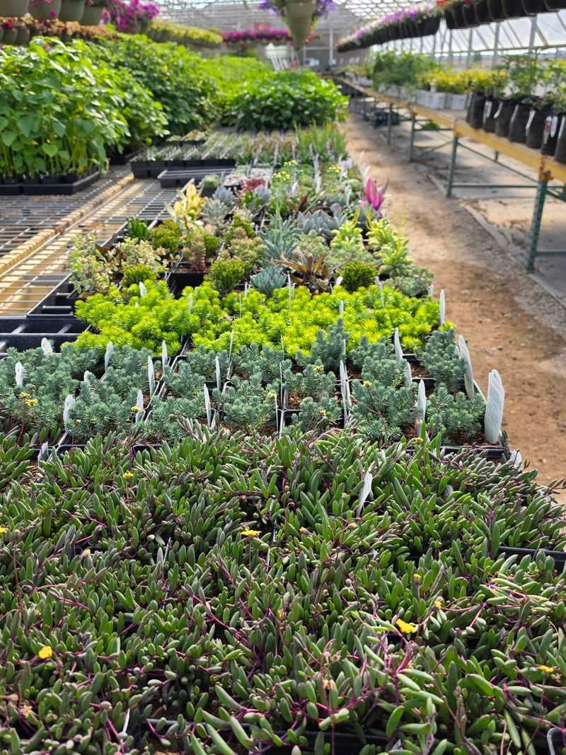 Get Help Choosing Plants That Can Handle Nebraska Conditions