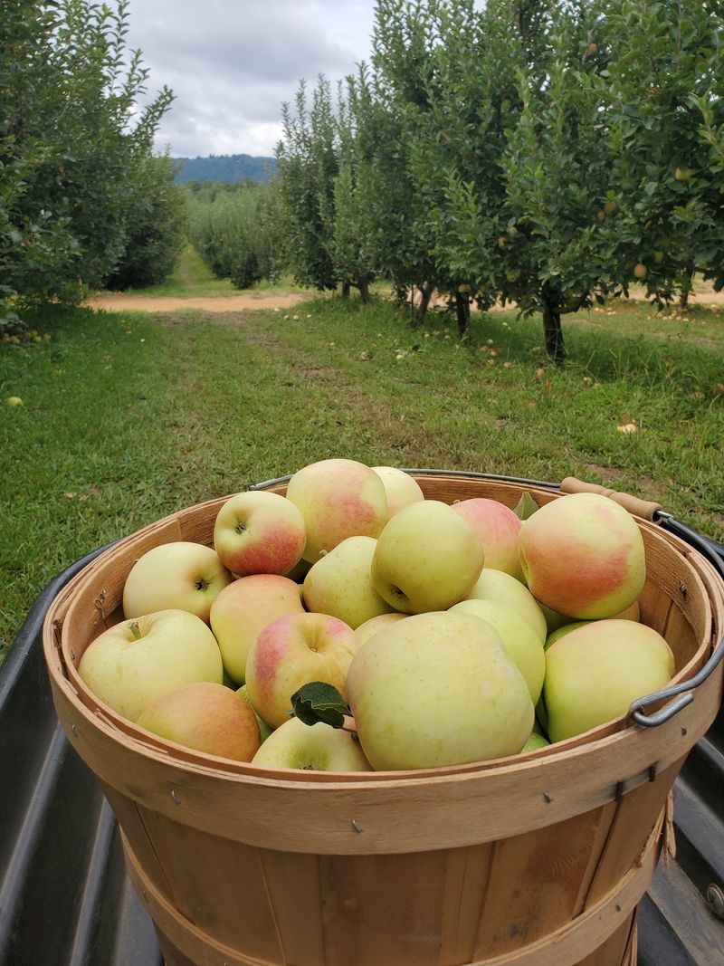 Justus Orchard, Hendersonville