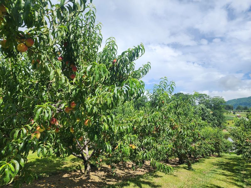 Jeter Mountain Farm, Hendersonville