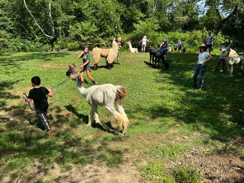 See How Different A Farm Visit Feels Once The Walk Begins