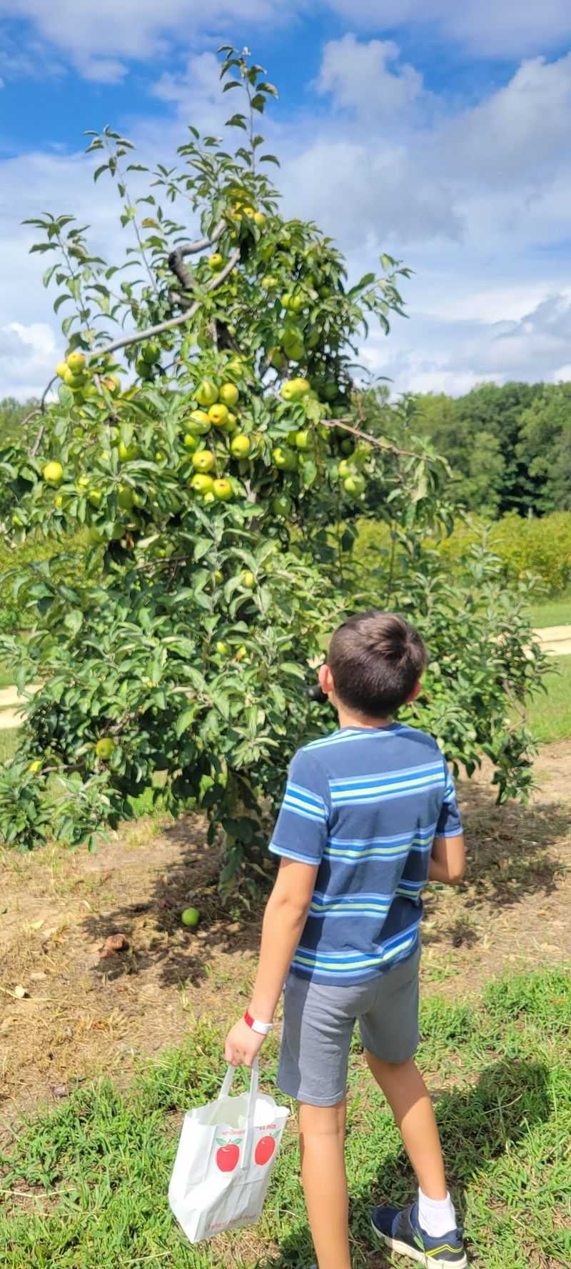 This North Carolina Farm Has Peach Picking, Flower Fields And Baby Highland Cows - Decor Hint Come Back Later In The Season When Apples Take Over The Orchard
