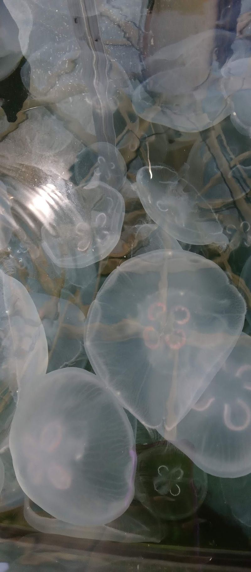 Listen To The Gallery's Underwater-Inspired Soundscape