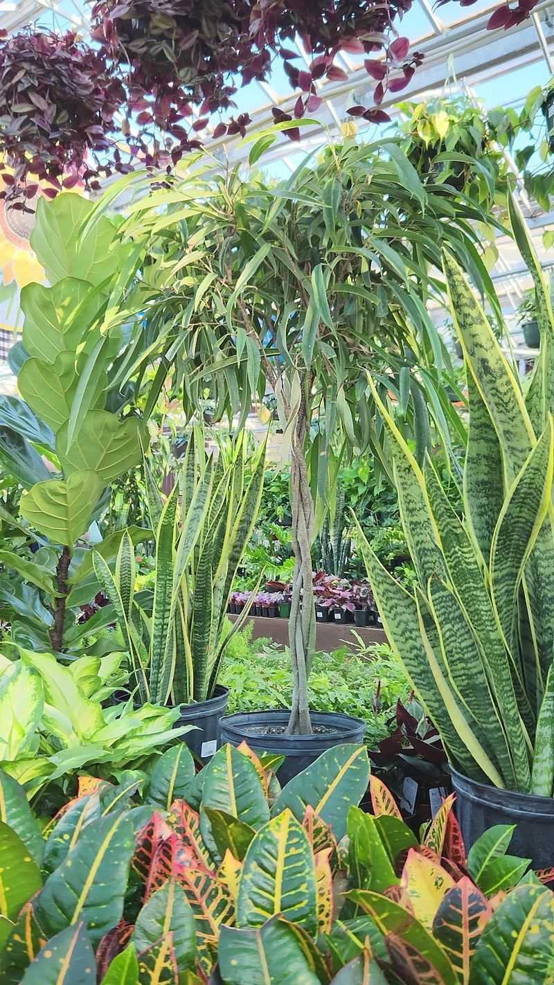Houseplants For People Who Garden Indoors
