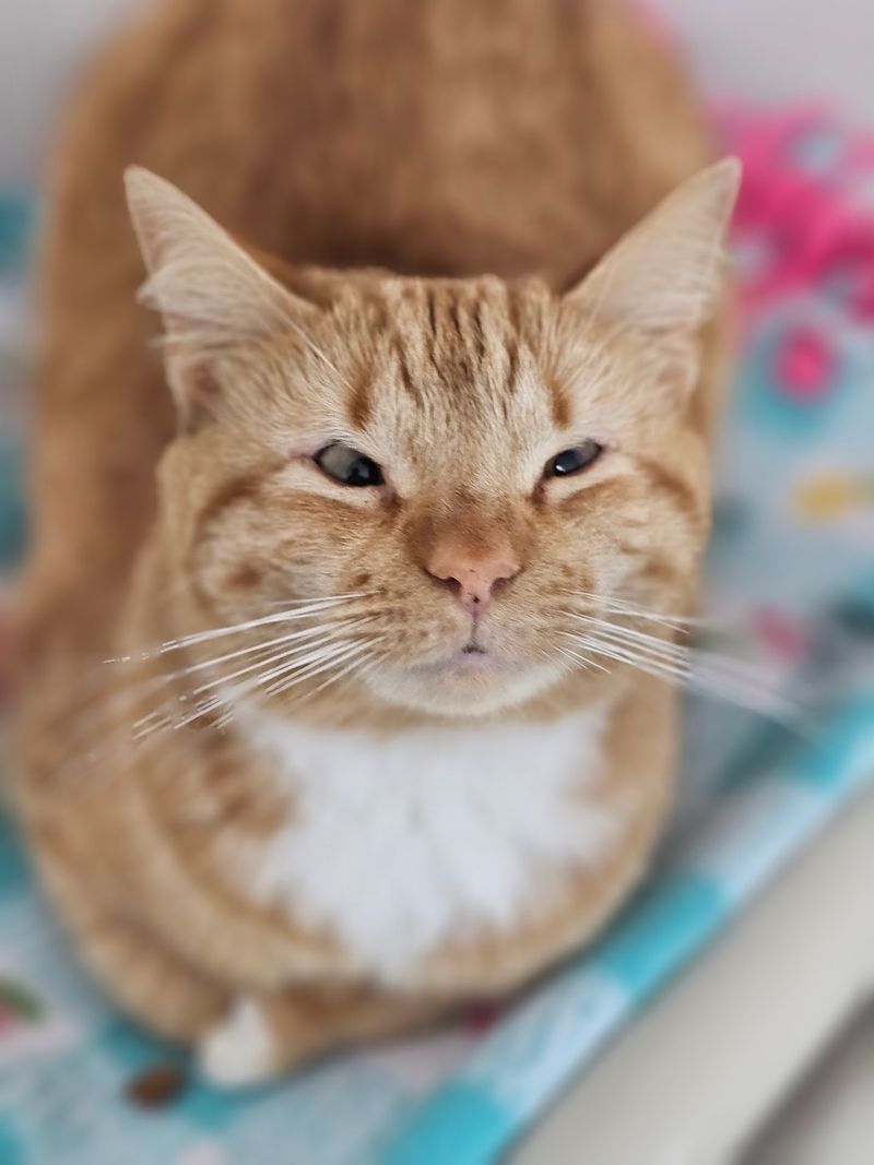 Long-Term Care Gives Hard-To-Place Animals A Stable Home