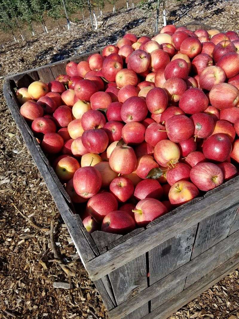 Apple Picking Is A Late-Summer Favorite