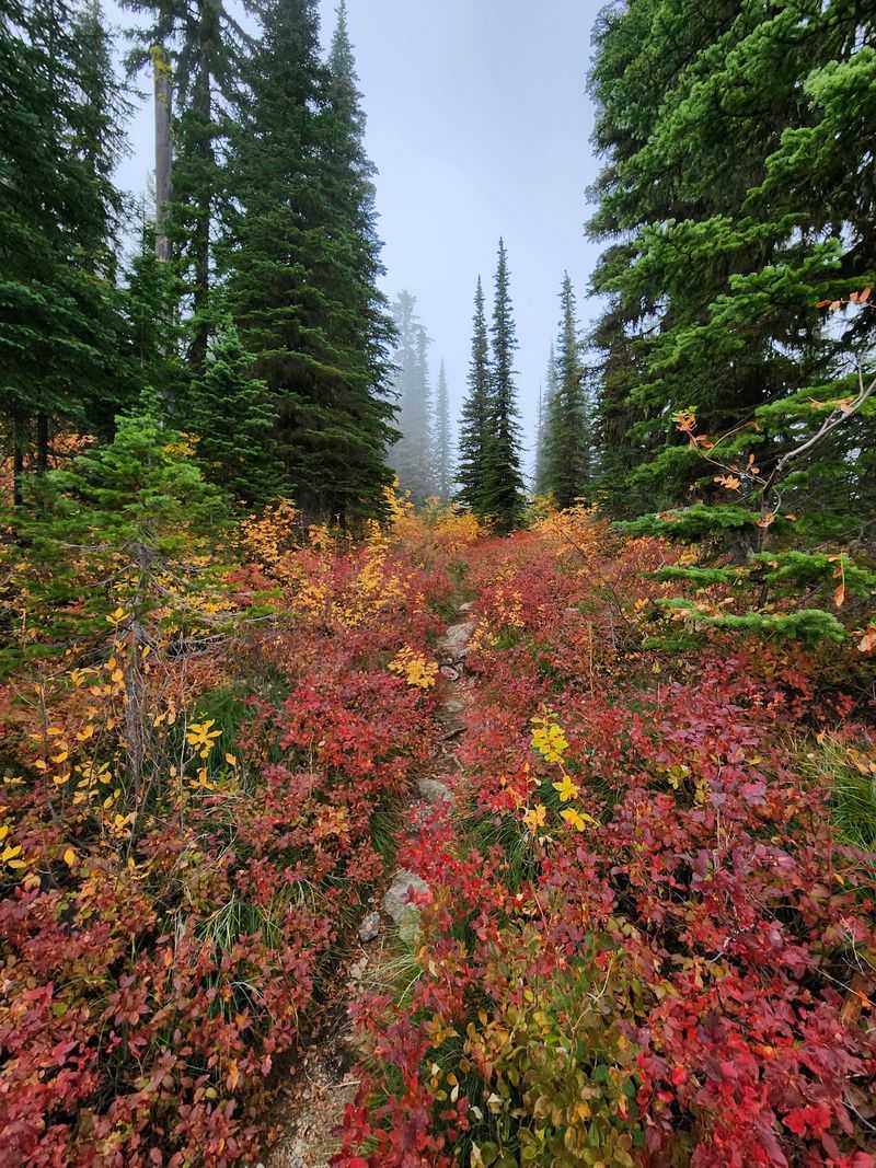 Pass High-Country Forest And Meadows On The Way Up