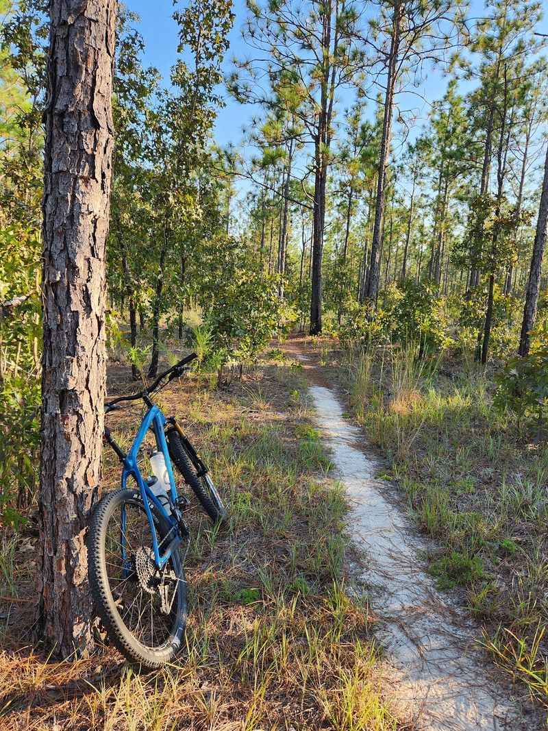 Apalachicola National Forest, Bristol
