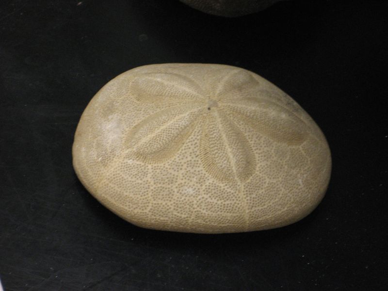 This North Carolina Beach Is One Of The Few Places You Can Hunt For Ancient Sea Biscuits - Decor Hint You Can Spot The Star-Shaped Pattern Before You Even Pick One Up