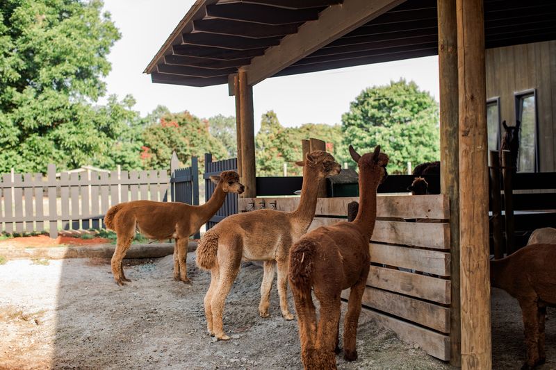 You Can Meet The Alpacas Waiting Just Outside The Farm Shop