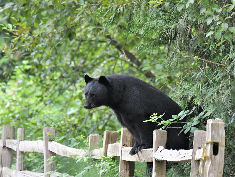 Give Any Bear Plenty Of Space If One Wanders Through
