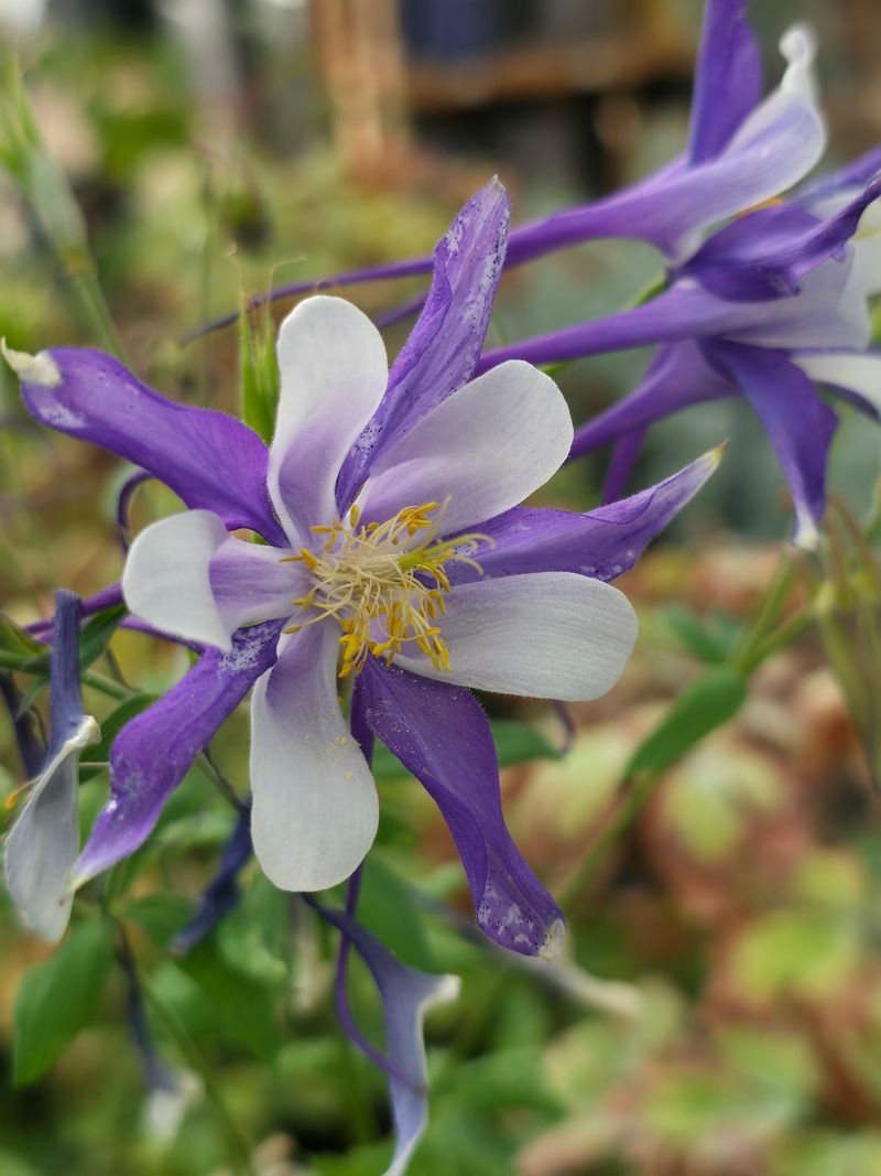 Browse Rows Of Colorful Annuals