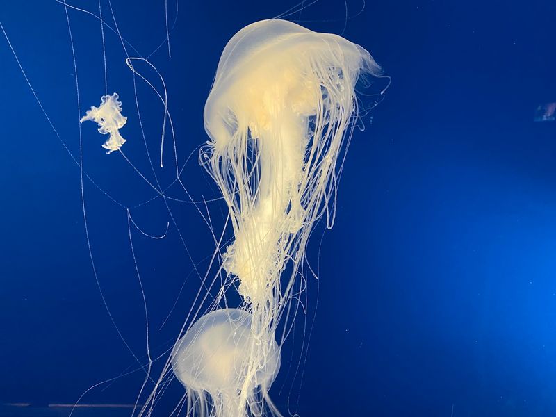 See Hundreds Of Jellies In One Gallery