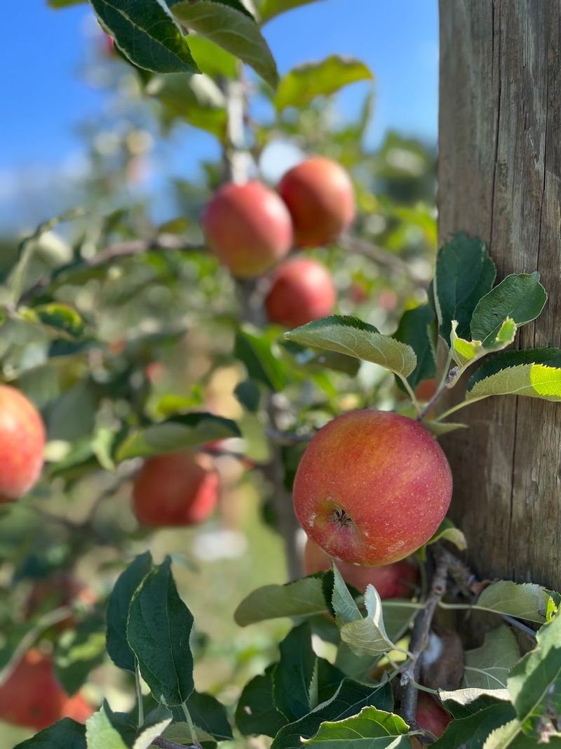 Apple Hill Orchard & Cider Mill, Morganton