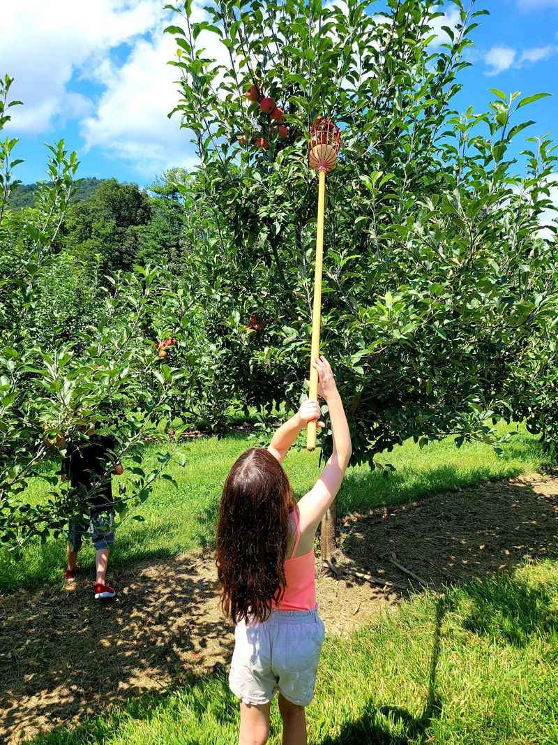 Jeter Mountain Farm, Hendersonville
