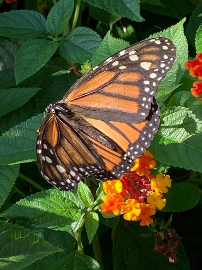 The Butterflies Themselves Are Spectacular