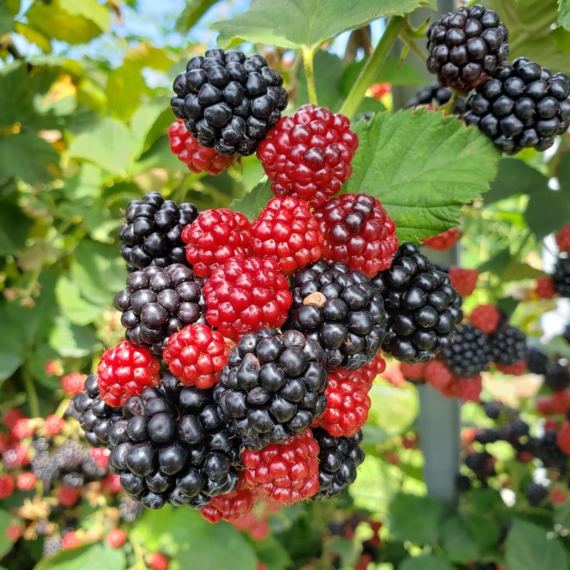 Eckert's Orchard