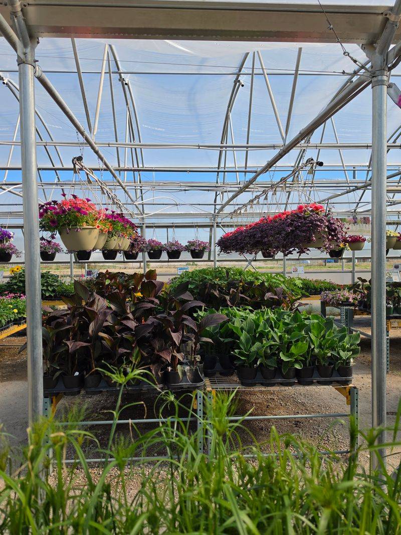 Take Home A Ready-To-Hang Flower Basket