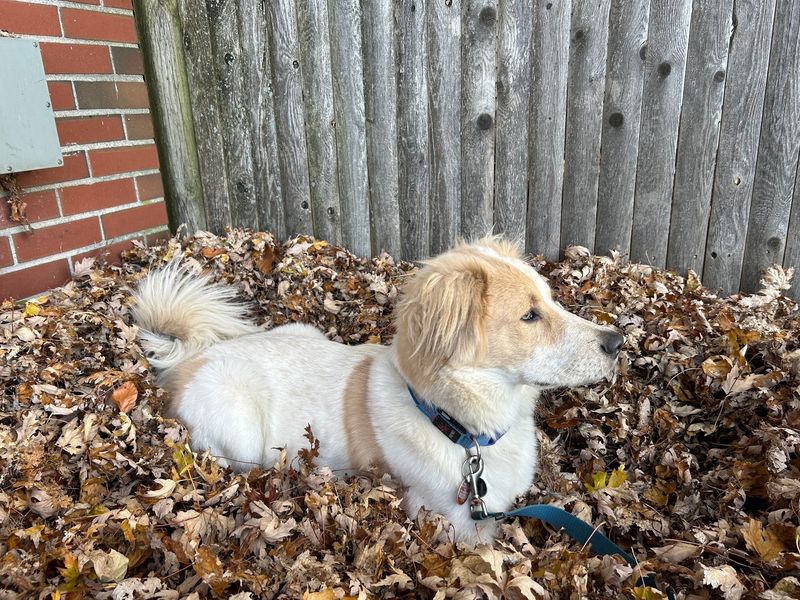 Dog Star Rescue, Bloomfield