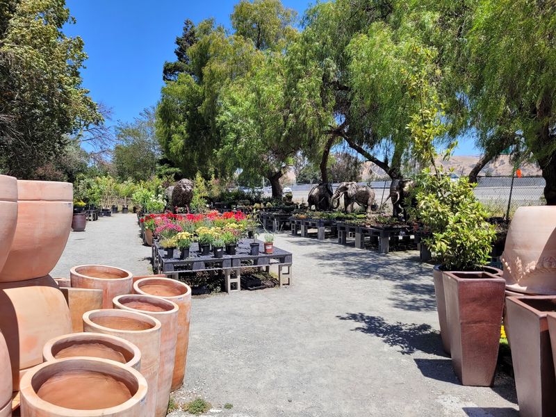Outdoor Plants Chosen For California Conditions