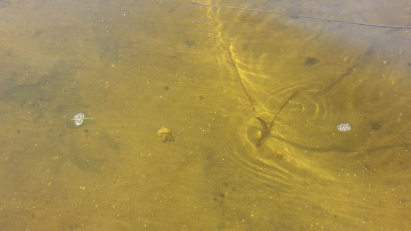 Scalloping Season Turns The Bay Into A Treasure Hunt