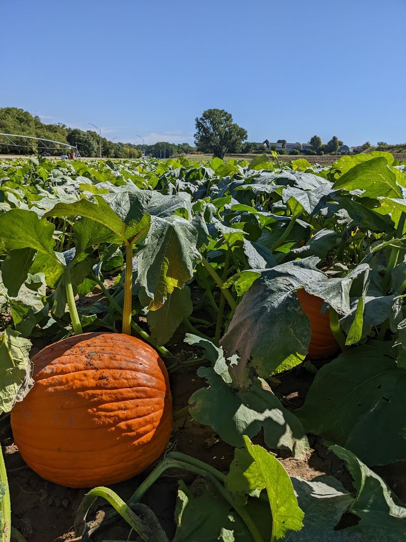 October Pumpkins And Hayrides