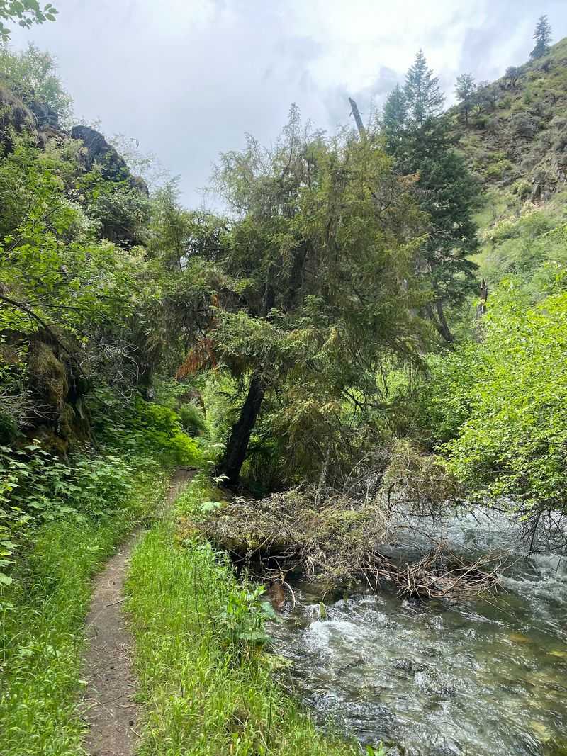 Cool Forest Shade Takes Over As The River Pulls You Deeper Into The Canyon
