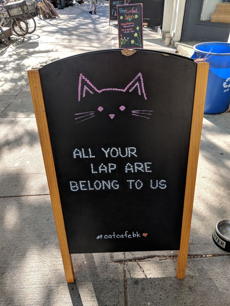 This New York Cat Café Serves Coffee With A Side Of Cuddles - Decor Hint Events Worth Booking Early