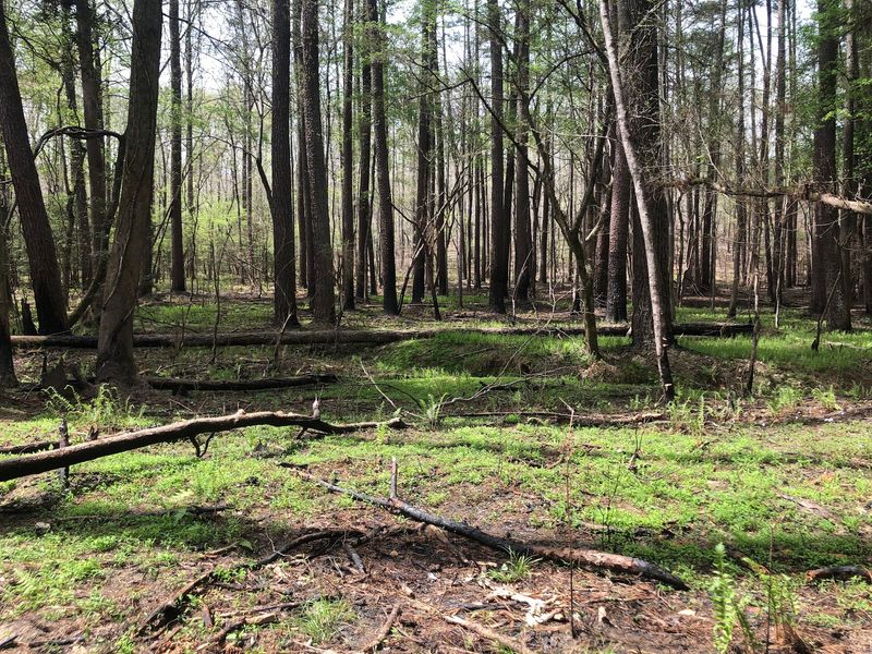 10 Quiet North Carolina Hikes To Escape The August Crowds In 2026 - Decor Hint Densons Creek Nature Trail, Uwharrie National Forest, Troy