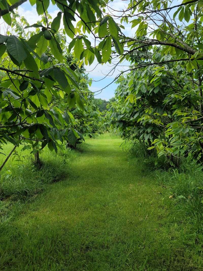 9 North Carolina Farms Where You Can Pick Or Find Fresh Figs This August - Decor Hint Minka Farm