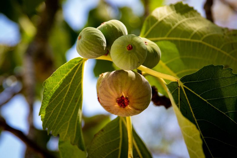 9 North Carolina Farms Where You Can Pick Or Find Fresh Figs This August - Decor Hint Sweet Haven Farm