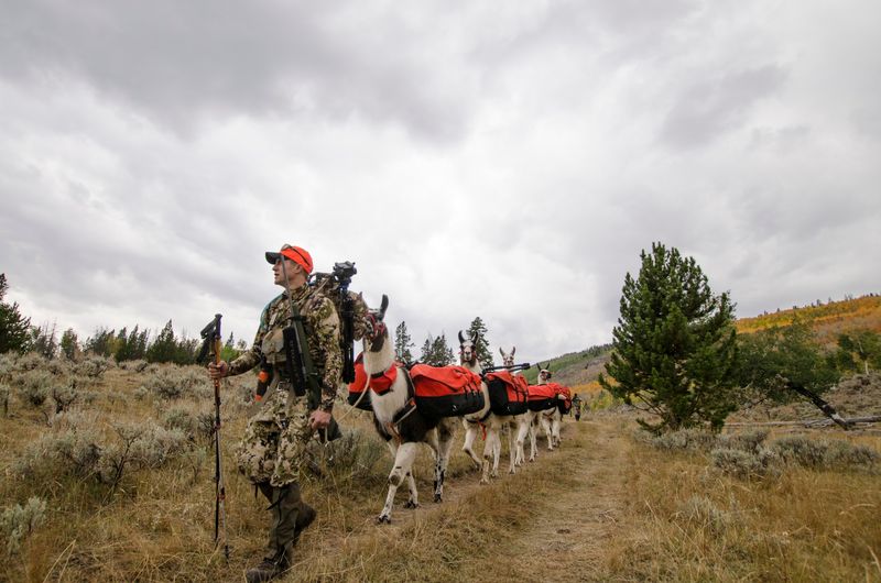 This Idaho Llama Ranch Lets You Take Your Own Pack Llama On A Wild Mountain Hike - Decor Hint Get Hands-On Training Before Taking A Rental Llama Out