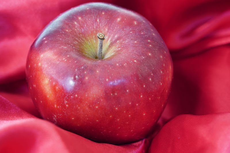 This North Carolina Orchard Lets You Pick Honeycrisp Gala And Fuji Apples Straight From The Trees - Decor Hint Plan Another Visit Because Different Apple Varieties Ripen Throughout The Season