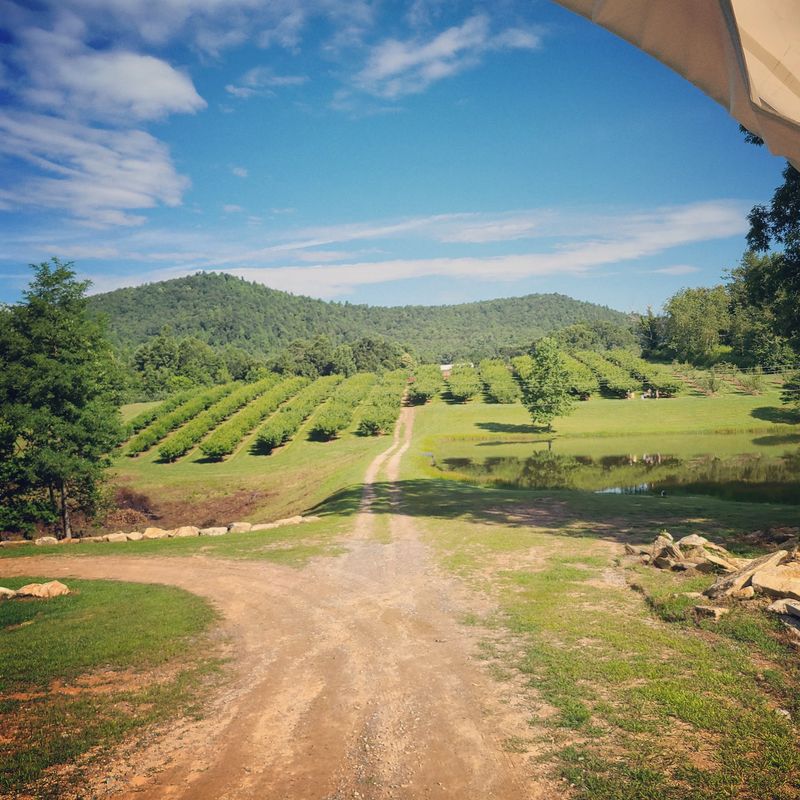 This 400-Acre North Carolina Mountain Farm Has Sunflowers, U-Pick Fruit And Wagon Rides - Decor Hint Let The Mountain Views Turn Picking Fruit Into A Full-Day Outing