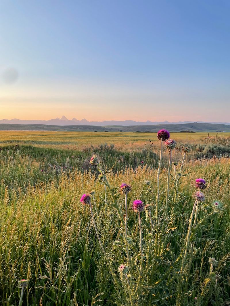 This 30-Mile Idaho Rail Trail Rolls Past Historic Trestles, Open Farmland, And Jaw-Dropping Teton Views - Decor Hint Finish With Teton Views That Make The Mileage Feel Worth It