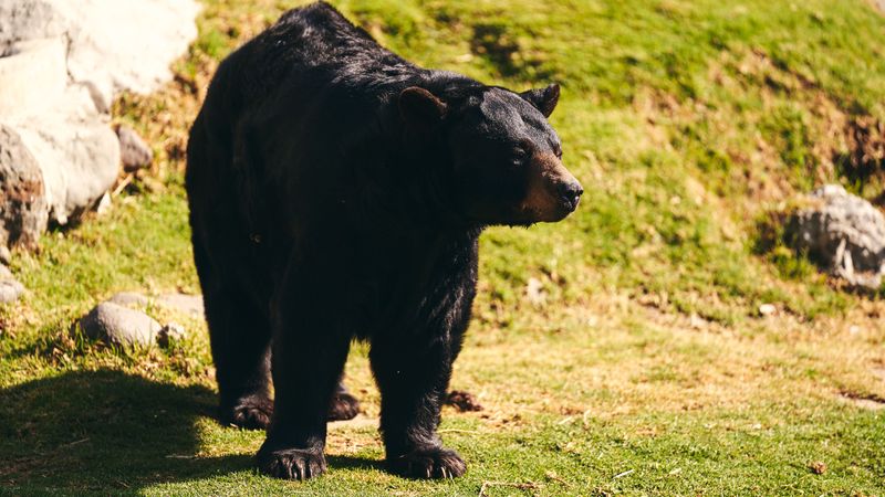 Seeing A Bear Does Not Mean It Is Attacking